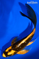 5.75" GINNRIN ORENJI MATSUBA BUTTERFLY