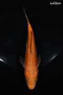 5.5" DOITSU METALLIC CHAGOI