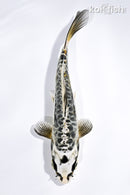 6" KIKOKURYU