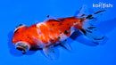 4" CALICO TELESCOPE FANTAIL GOLDFISH