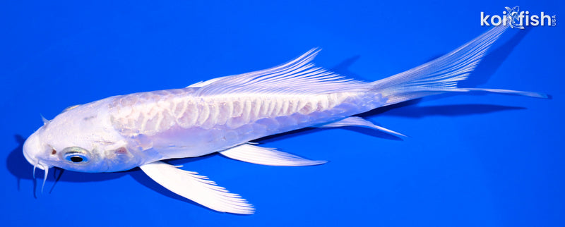 5.25" ARAGOKE PLATINUM OGON BUTTERFLY