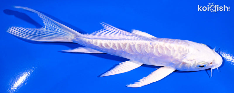 5.25" ARAGOKE PLATINUM OGON BUTTERFLY