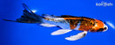 6" KUJAKU BUTTERFLY