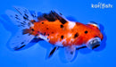 4" CALICO TELESCOPE FANTAIL GOLDFISH