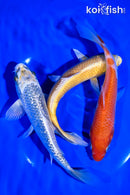 PACK OF (3) 6-7" STANDARD KOI