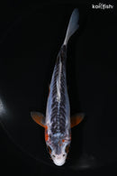 5.5" SHUSUI