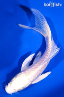 5.25" ARAGOKE PLATINUM OGON BUTTERFLY