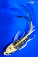 5.75" GINRIN KI MATSUBA BUTTERFLY