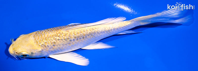 5.25" GINRIN YAMABUKI OGON BUTTERFLY