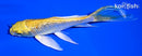 5.25" GINRIN YAMABUKI OGON BUTTERFLY