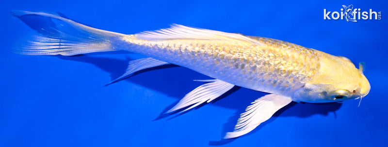 5.25" GINRIN YAMABUKI OGON BUTTERFLY