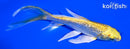 5.25" GINRIN YAMABUKI OGON BUTTERFLY