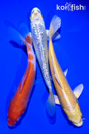 PACK OF (3) 6-7" STANDARD KOI