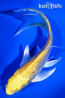 5.25" GINRIN YAMABUKI OGON BUTTERFLY