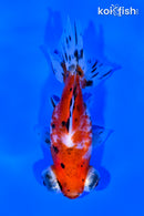 4" CALICO TELESCOPE FANTAIL GOLDFISH