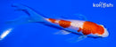 5" GINRIN KOHAKU BUTTERFLY