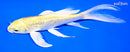 7" GINRIN YAMABUKI OGON BUTTERFLY