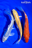 PACK OF (3) 6-7" STANDARD KOI
