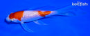 5" GINRIN KOHAKU BUTTERFLY