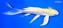 7" GINRIN YAMABUKI OGON BUTTERFLY