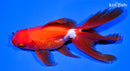 6" ORANDA GOLDFISH