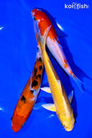 PACK OF (3) 6-7" STANDARD KOI
