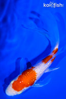 5" GINRIN KOHAKU BUTTERFLY