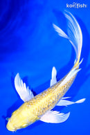 7" GINRIN YAMABUKI OGON BUTTERFLY