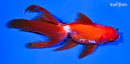 6" ORANDA GOLDFISH