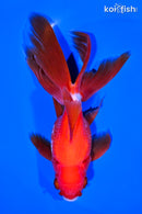 6" ORANDA GOLDFISH