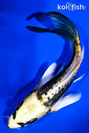5.5" KIN KIKOKURYU BUTTERFLY