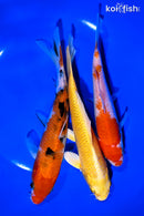 PACK OF (3) 6-7" STANDARD KOI