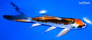 6.75" KUJAKU BUTTERFLY