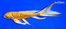 6.25" DOITSU YAMABUKI OGON BUTTERFLY