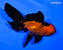 5" ORANDA GOLDFISH