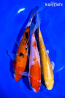PACK OF (3) 6-7" STANDARD KOI