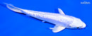 5.75" DOITSU PLATINUM OGON