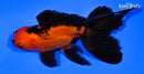 5" ORANDA GOLDFISH