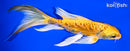 6.25" DOITSU YAMABUKI OGON BUTTERFLY
