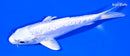 5.75" DOITSU PLATINUM OGON