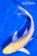 5.25" GINRIN YAMABUKI OGON BUTTERFLY