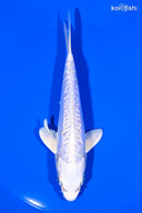 5.75" DOITSU PLATINUM OGON