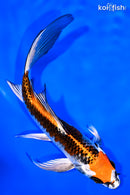 6.75" KUJAKU BUTTERFLY