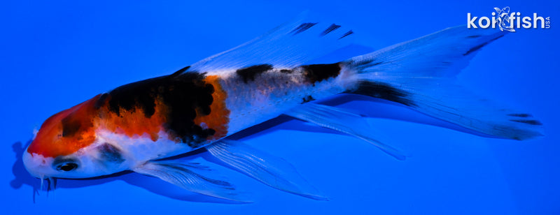 5.25" SANKE BUTTERFLY