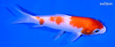 5.5" KOHAKU