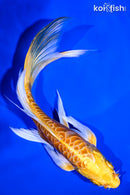 6.25" DOITSU YAMABUKI OGON BUTTERFLY