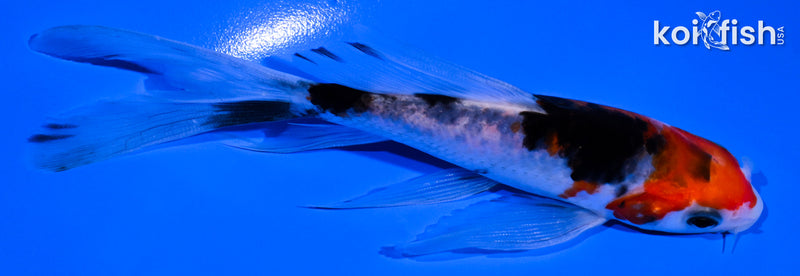 5.25" SANKE BUTTERFLY
