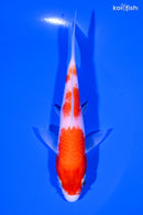 5.5" KOHAKU