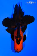 5" ORANDA GOLDFISH