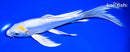 8.25" DOITSU LEMON HARIWAKE BUTTERFLY